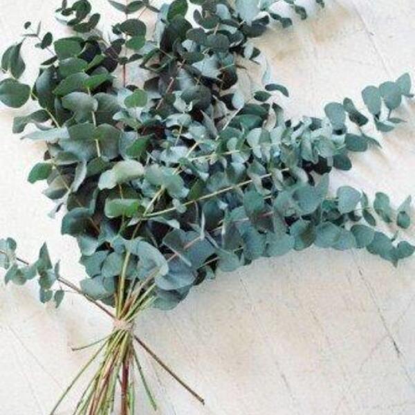 Buquê De Eucalipto Decor Sala Quarto I Flores Desidratadas