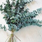 Buquê De Eucalipto Para Decoração I Flores Desidratadas