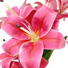 Buquê De Lírios 3d X5