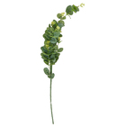 Buque Eucalipto Verde Outono