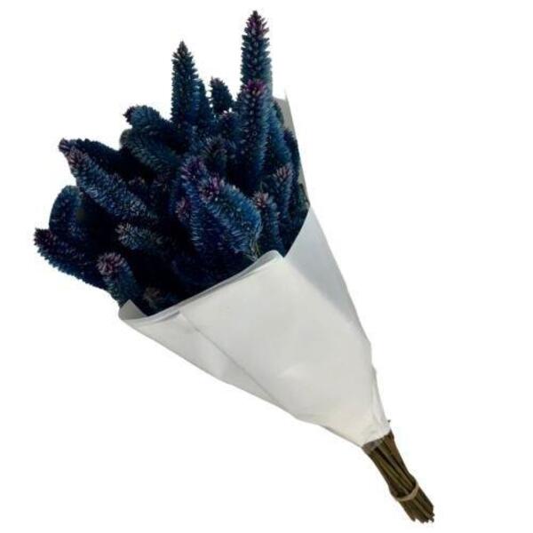 Buque Maço Celosia Rabo De Gato Azul- Flores Desidratadas