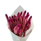 Buque Maço Celosia Rabo De Gato Pink - Flores Desidratadas