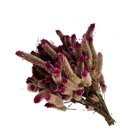 Buque Maço Celosia Rabo De Gato Rosa- Flores Desidratadas