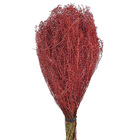 Buque Sementinha Laranja