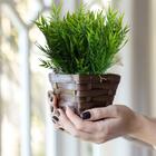 Buques De Folhagens Permanentes Bambu 7 Unidades Decoração En