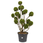 Buxinho 10 a 15 Bolas Pote 40