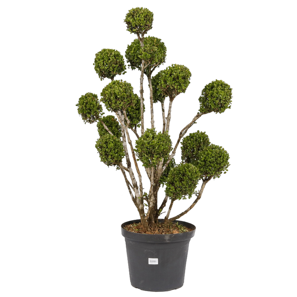 Buxinho 10 a 15 Bolas Pote 40