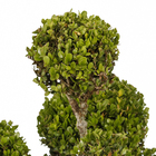 Buxinho 10 a 15 Bolas Pote 40