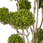 Buxinho 10 a 15 Bolas Pote 40