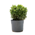Buxinho Buxus Sempervirens Pote 3 Planta Natural