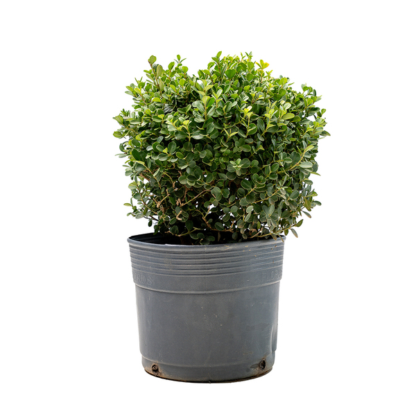 Buxinho Buxus Sempervirens Pote 3 Planta Natural