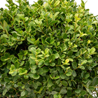 Buxinho Buxus Sempervirens Pote 3 Planta Natural