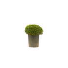 Buxinho Canela Pote 30