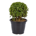 Buxinho Podado Pote 24