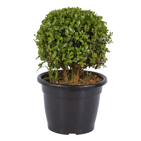 Buxinho Podado Pote 24