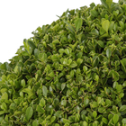 Buxinho Podado Pote 24