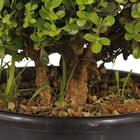 Buxinho Podado Pote 24