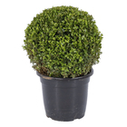 Buxinho Podado Pote 30