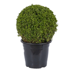 Buxinho Podado Pote 40