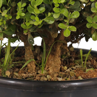 Buxinho Podado Pote 40