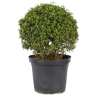 Buxinho Podado Pote 50