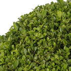 Buxinho Podado Pote 50