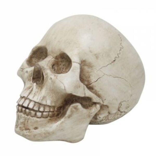 Cabeca De Caveira Decorativa De Resina