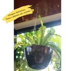 Cabo Aço Vasos 45cm C/3 Pontas (suporta Até 25kg) Nutriplan