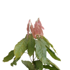 Cacau Theobroma Planta Natural