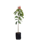 Cacau Theobroma Planta Natural