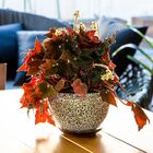 Cachepô Cerâmica Bege 3pç