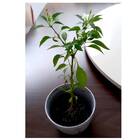 Cachepô Elegance Redondo 00 (0,4l) Branco Carrara Nutriplan