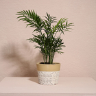 Cachepô Terracota Dalya - Branco E Dourado