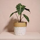 Cachepô Terracota Dalya - Branco E Dourado