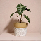 Cachepô Terracota Dalya - Branco E Dourado