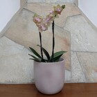 Cachepot Ceram Cumbuca 12 Bege