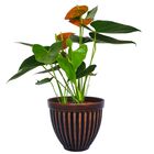 Cachepot Cerâmica Romano Alto Tabaco 17x20cm Boa Nova