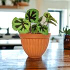 Cachepot Cerâmica Romano Médio Natural 13,5x17,5cm Boa Nova