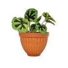 Cachepot Cerâmica Romano Médio Natural 13,5x17,5cm Boa Nova