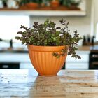 Cachepot Cerâmica Romano Mini Natural 8x11cm Boa Nova