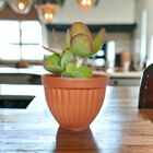 Cachepot Cerâmica Romano Violetas Natural 10x13,5cm Boa Nova