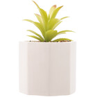 Cachepot Com Suculenta Wolff Geométrico Cimento