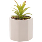 Cachepot Com Suculenta Wolff Geométrico Cimento
