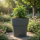 Cachepot Médio em Plástico 25cm Verde Florença West Garden