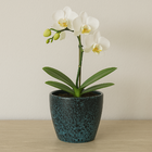 Cachepot Pequeno Cerâmica 13,5x14,5cm Redondo Preto Mariner CMR