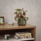 Cachepot Pequeno em Cerâmica 13x15cm Verde Musgo Points Ts Brasil