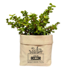 Cachepot Quadradoc/ Vira E Frases