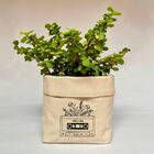 Cachepot Quadradoc/ Vira E Frases