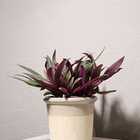 Cachepot Raízes Arena G