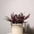 Cachepot Raízes Arena G